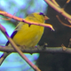 An American goldfinch